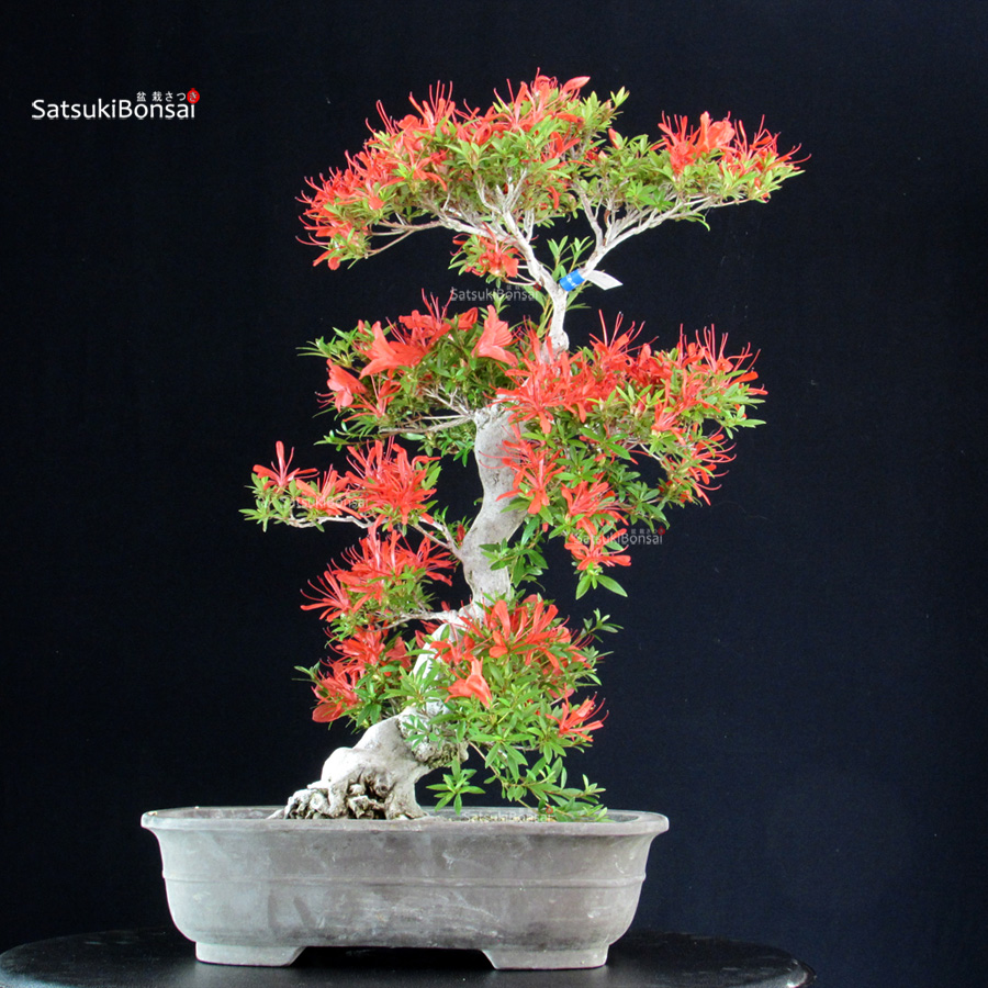 6369_5--satsuki-Kinsai Azalea Satsuki KINSAI - immagine 1