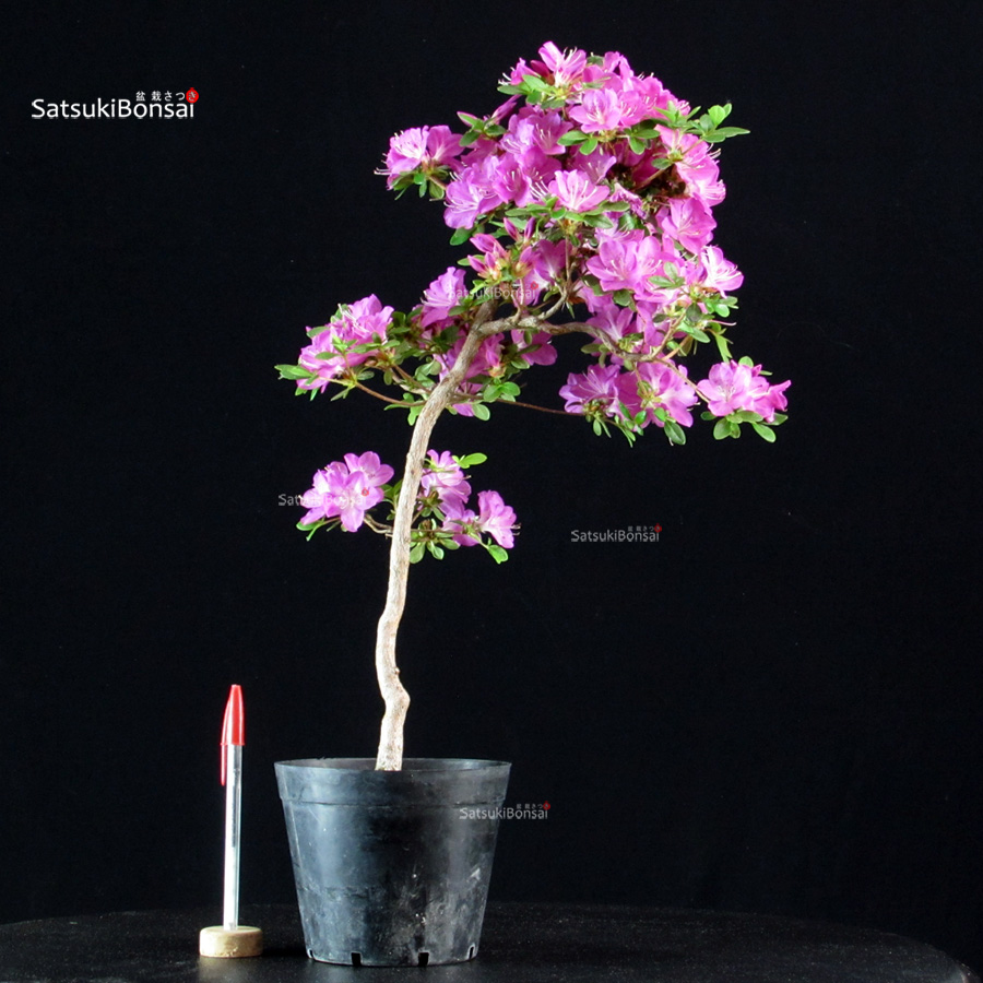 6377_5-Satsuki Komurasaki Azalea Satsuki KOMURASAKI - immagine 1