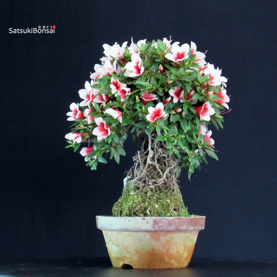 6391_5-Satsuki-Hi-no-maru Azalea Satsuki HI-NO-MARU - immagine 1