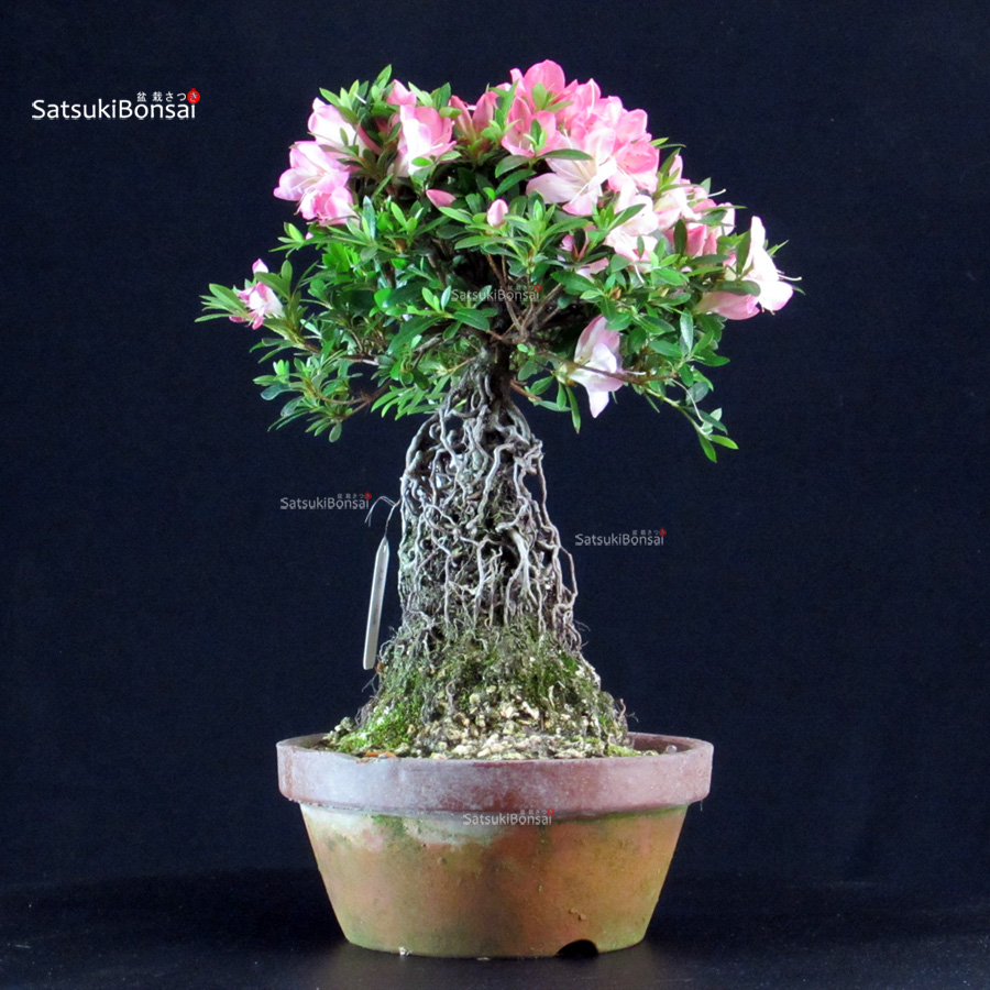6394_5-Rhododendron-indicum-satsuki-SAKURA-HIME Azalea Satsuki SAKURAHIME - immagine 1