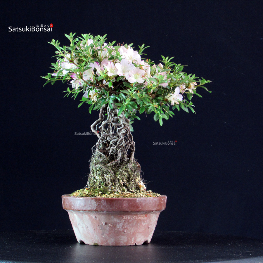 6395_5-Satsuki Kaguyahime Azalea Satsuki KAGUYAHIME - immagine 1