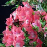 Azalea Satsuki SAKURA - immagine 2