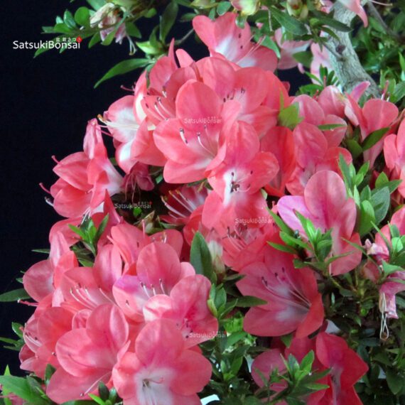 Azalea Satsuki SAKURA - immagine 2