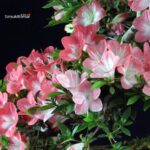 Azalea Satsuki SAKURA - immagine 6