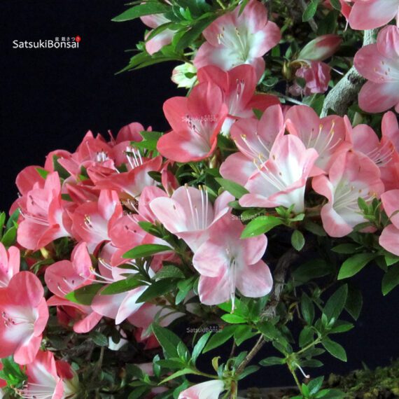 Azalea Satsuki SAKURA - immagine 6