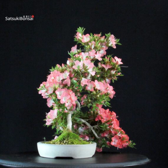 Azalea Satsuki SAKURA - immagine 3