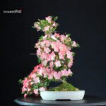 Azalea Satsuki SAKURA - immagine 4