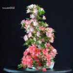 Azalea Satsuki SAKURA - immagine 5