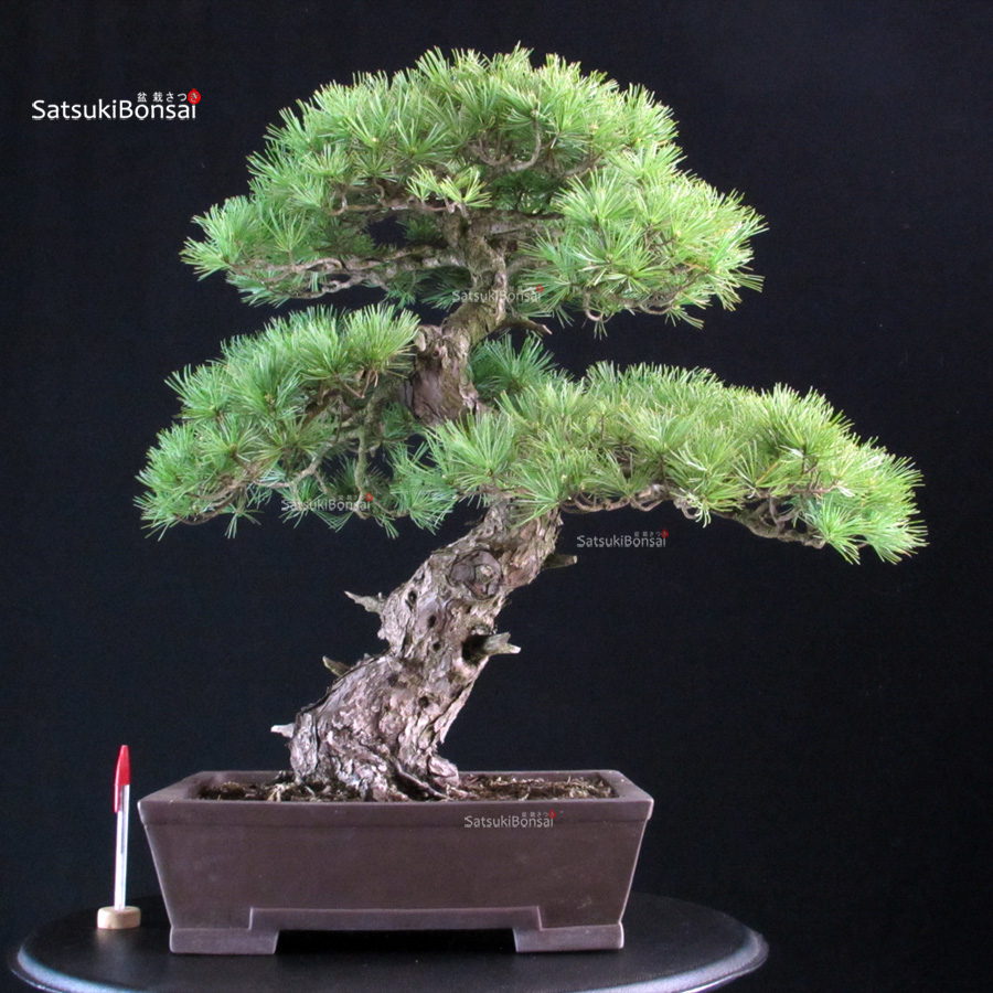 6447_1-Pinus pentaphylla Pinus Pentaphylla - Goyomatsu - immagine 1