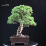 Pinus Pentaphylla - Goyomatsu - immagine 4