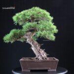 Pinus Pentaphylla - Goyomatsu - immagine 3