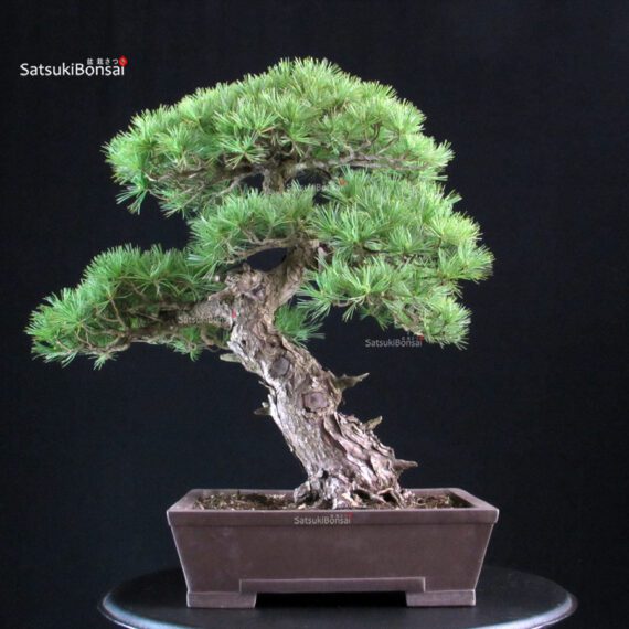Pinus Pentaphylla - Goyomatsu - immagine 3