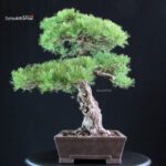 Pinus Pentaphylla - Goyomatsu - immagine 2