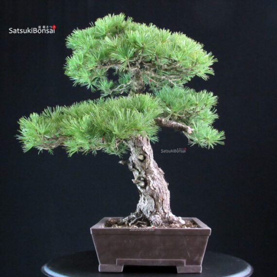 Pinus Pentaphylla - Goyomatsu - immagine 2