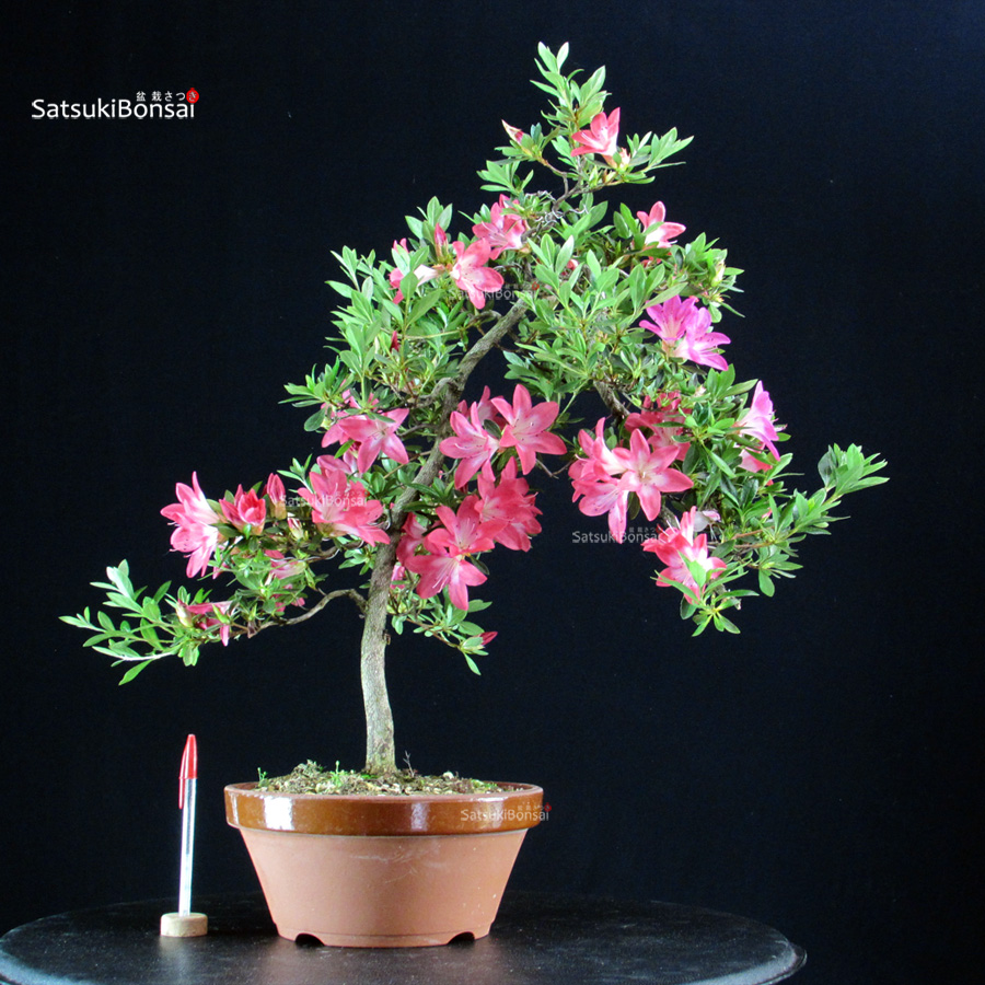 6463_5-Satsuki Azalea Satsuki ASUKABIJIN - immagine 1