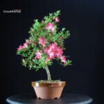 Azalea Satsuki ASUKABIJIN - immagine 3