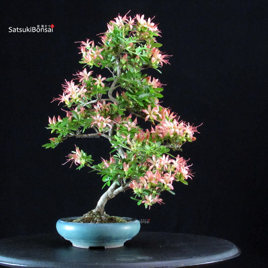 6474_5-Satsuki Akasenbazuru Azalea Satsuki AKASENBAZURU - immagine 1