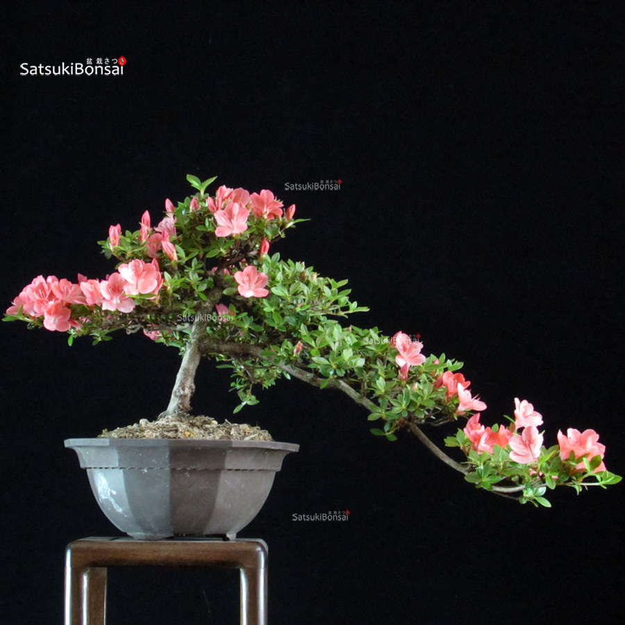 6481_6-Rhododendron indicum Hozan Azalea Satsuki HOZAN - immagine 1