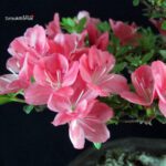 Azalea Satsuki HOZAN - immagine 2