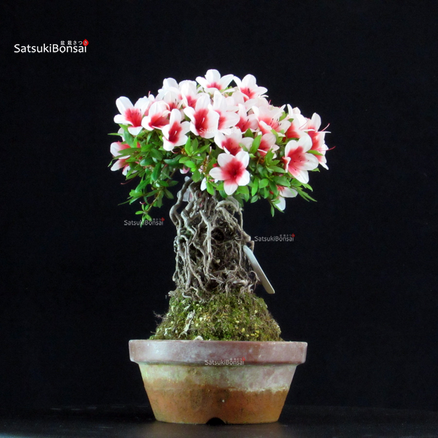 6497_5-Satsuki-Hi-no-maru Azalea Satsuki HI-NO-MARU - immagine 1