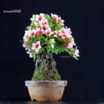 Azalea Satsuki HI-NO-MARU