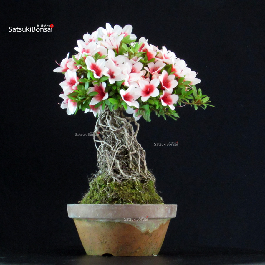 6500_5-Satsuki-Hi-no-maru Azalea Satsuki HI-NO-MARU - immagine 1