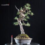 Pinus Densiflora