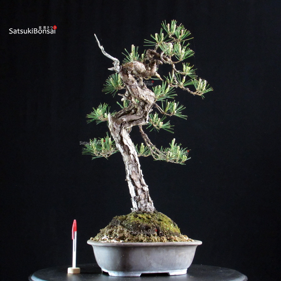 CV-26020_1-Pinus densiflora Pinus Densiflora - immagine 1