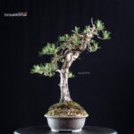 Pinus Densiflora - immagine 4