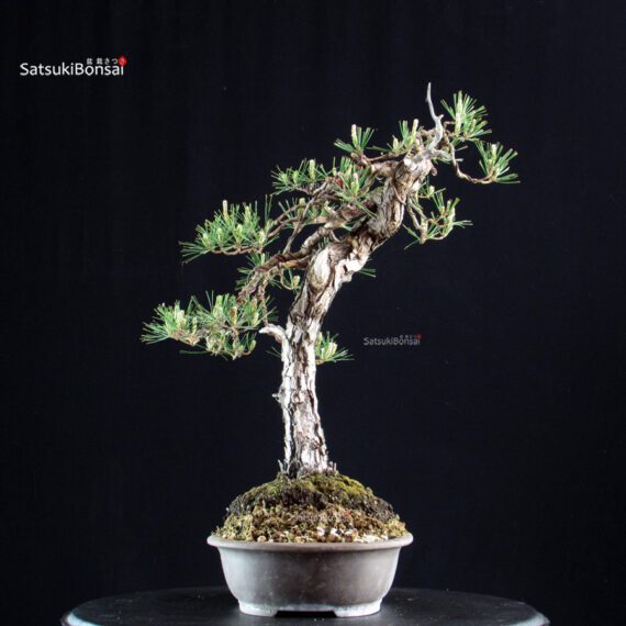 Pinus Densiflora - immagine 4