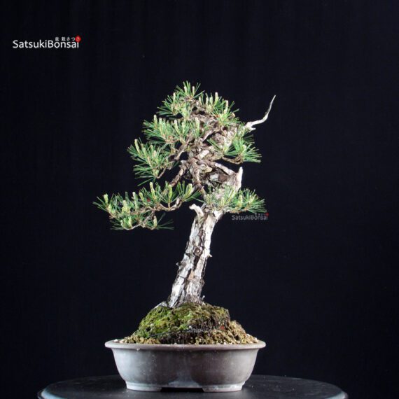 Pinus Densiflora - immagine 3