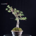 Pinus Densiflora - immagine 2