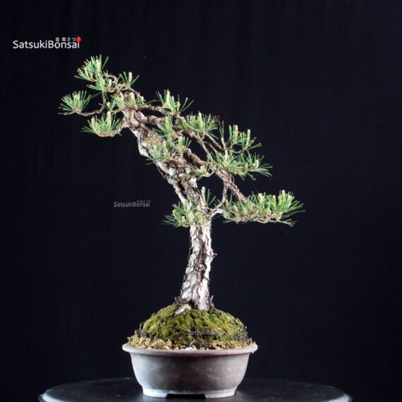 Pinus Densiflora - immagine 2