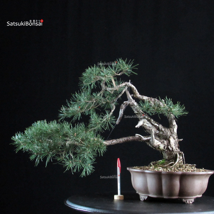 CV-26023_1-Pinus Sylvestris Pinus Sylvestris - Pino silvestre yamadori - immagine 1