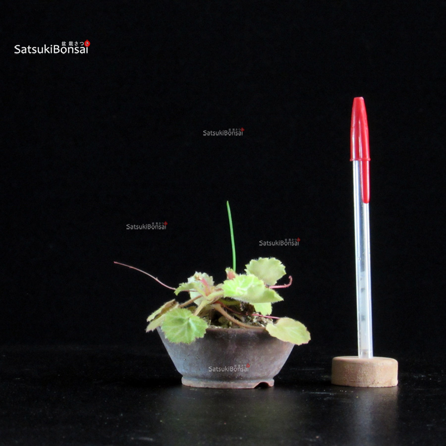 CV-26028-Saxifraga stolonifera Saxifraga Stolonifera - immagine 1