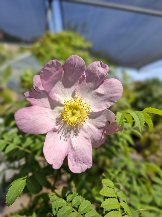 Rosa Hirtula - Hakone Sansho - immagine 2