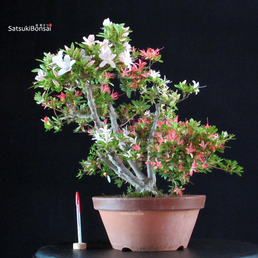 5340_1-Satsuki Kegon Azalea Satsuki Kegon - immagine 1