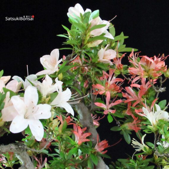 Azalea Satsuki Kegon - immagine 6