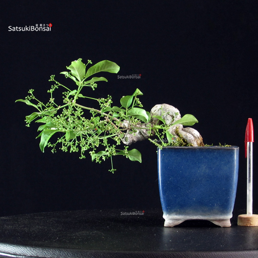 5578_1-Euonimus Euonymus sieboldianum - immagine 1