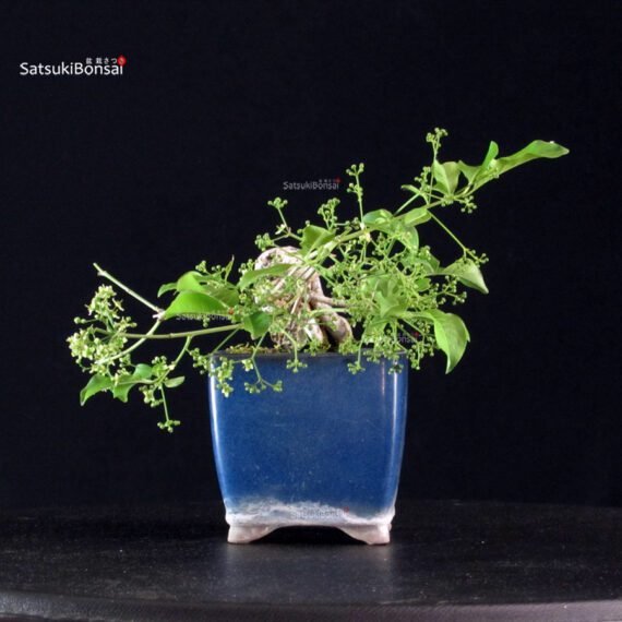Euonymus sieboldianum - immagine 4
