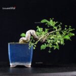 Euonymus sieboldianum - immagine 3
