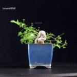 Euonymus sieboldianum - immagine 2