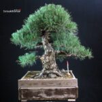 Pinus Thunbergii Kuromatsu