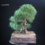 Pinus Thunbergii Kuromatsu - immagine 2