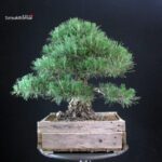 Pinus Thunbergii Kuromatsu - immagine 3