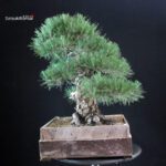 Pinus Thunbergii Kuromatsu - immagine 4