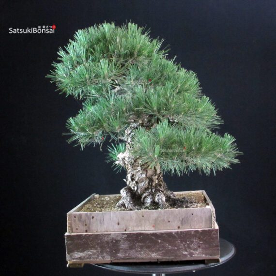 Pinus Thunbergii Kuromatsu - immagine 4