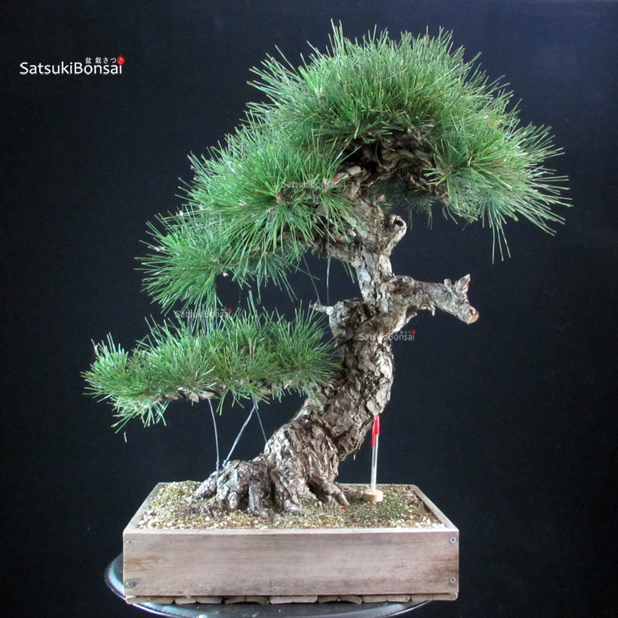5616_1-Pinus thunbergii pino nero kuromatsu Pinus Thunbergii Kuromatsu - immagine 1