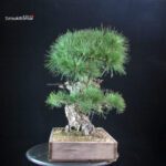 Pinus Thunbergii Kuromatsu - immagine 2
