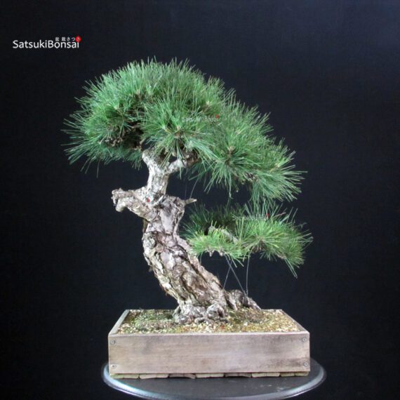 Pinus Thunbergii Kuromatsu - immagine 3